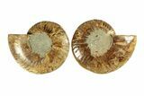Cut & Polished, Agatized Ammonite Fossil - Madagascar #267891-1